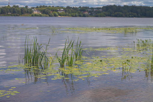 The bank of a river or lake overgrown with cattails, potbelly and aquatic plants.