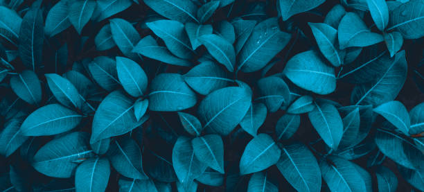 istock abstract green leaf texture, nature background, tropical leaf 1354672118