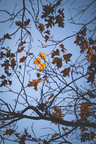 Autumn Leaves and Blue Sky - Creative Stock Photo stock photo