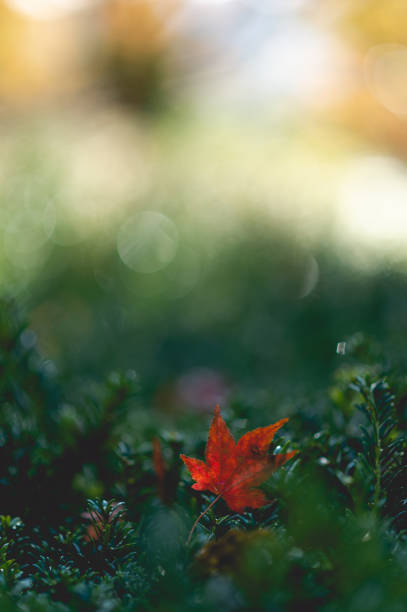 Red Autumn Leaf - Creative Stock Photo stock photo