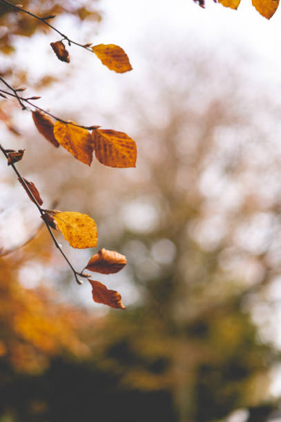 istock Autumn Leaves  Creative Stock Photo 1354672362