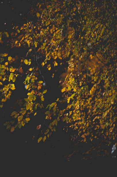 Autumn Tree -  Creative Stock Photo stock photo