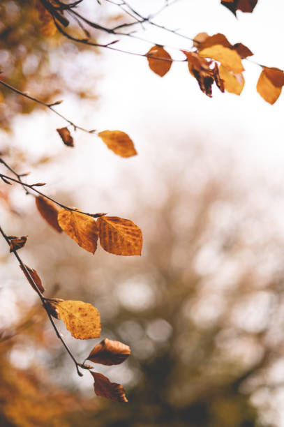 Autumn Leaves -  Creative Stock Photo stock photo