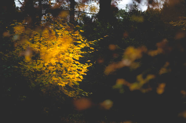 Autumnal Tree - Creative Stock Photo stock photo