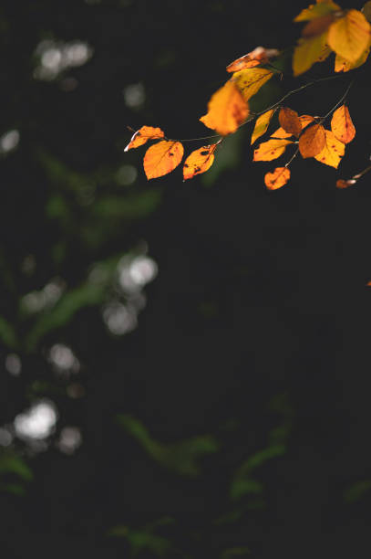 Autumn Leaves in Sunlight -  Creative Stock Photo stock photo