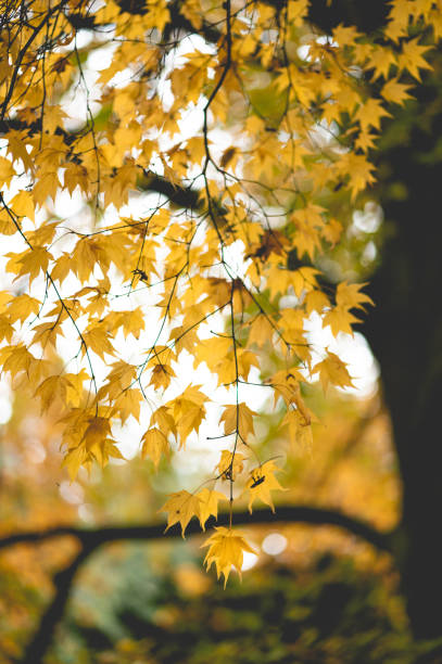 Autumn Leaves - Creative Stock Photo stock photo