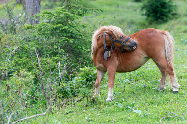 istock Cute pony in the meadow in forest 1354672463