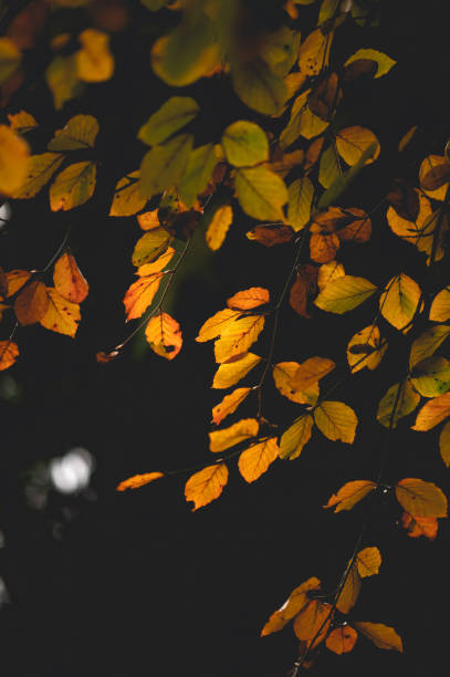 Autumn Leaves  in Sunlight - Creative Stock Photo stock photo