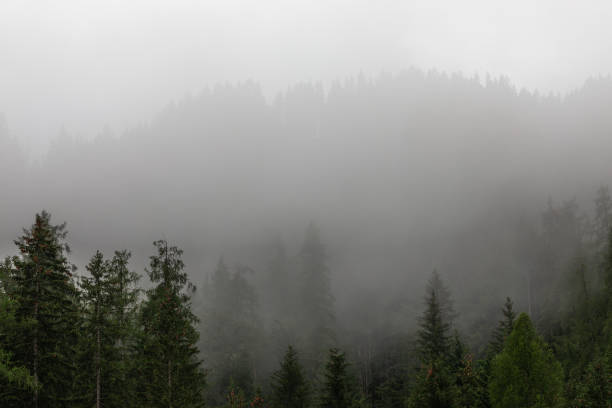 Free Stock Photo of Misty Forest With Dense Trees | Download Free ...