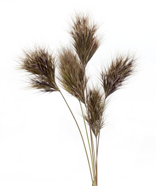 istock Anisantha rubens, Bromus rubens. Plant with bromine spikes or red feather dusters, studio shot, white background 1354672510
