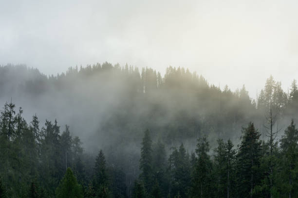 Sunlight breaking through dense fog in an Alpine forest after rain
