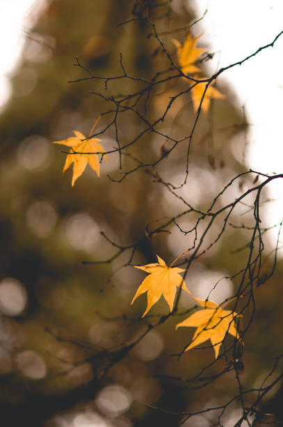 Yellow Maple Leaves -  Creative Stock Photo stock photo