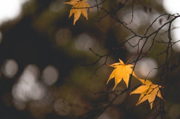 Yellow Maple Leaves -  Creative Stock Photo stock photo