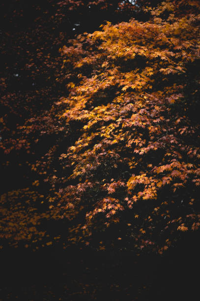 Autumnal Tree -  Creative Stock Photo stock photo