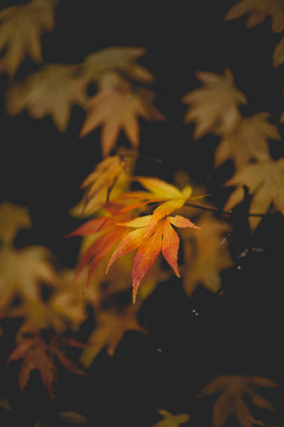 Yellow Autumnal Leaves -  Creative Stock Photo stock photo