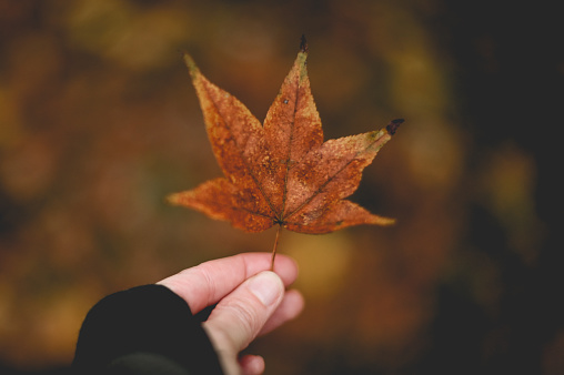 Photo of autumnal leaf in hand