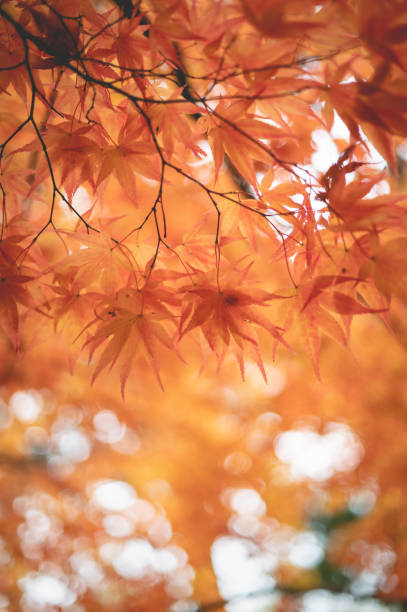 Autumn Leaves  - Creative Stock Photo stock photo