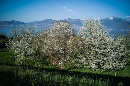 Blooming cherry trees full of white blossom