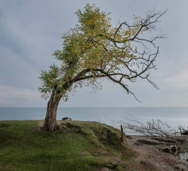 istock A lonely dog  under a tree by the sea is waiting for its master. 1354673569
