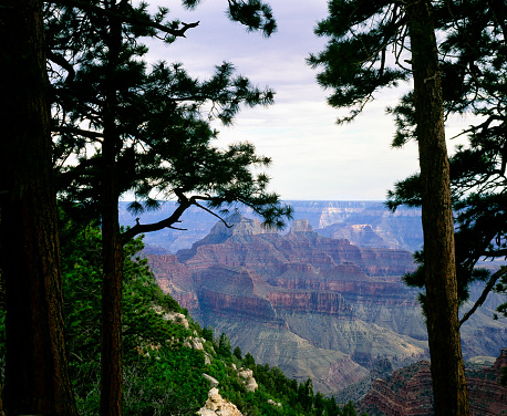 Pine trees framing Grand Canyon cliff walls daytime