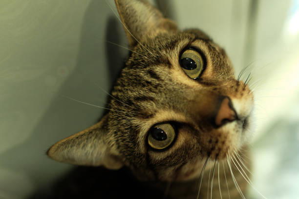 istock Close-up of cat looking at camera 1354681080