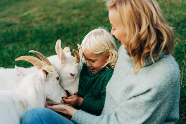 Mom and her adorable daughter feed and pet goats on the farm. Mom and her adorable daughter feed and pet goats on the farm. agritourism stock pictures, royalty-free photos & images