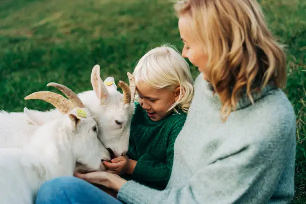 Mom and her adorable daughter feed and pet goats on the farm.