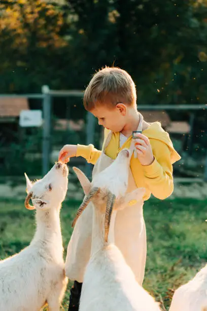 Little boy feeds white goats with carrots on a farm. Life on the farm.