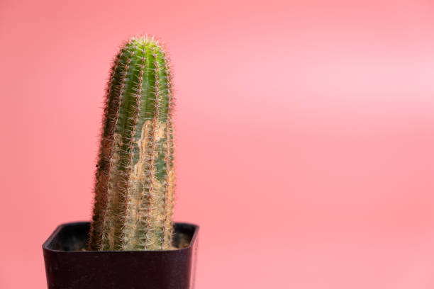 istock Close up cactus in black pot with brown spot rust disease isolated on pink background 1354681295