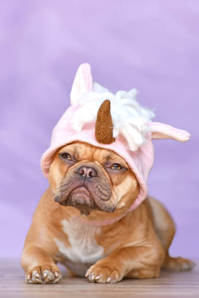 istock French Bulldog with unicorn costume hat 1354681428