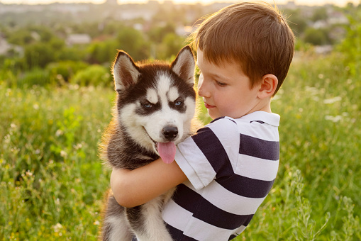 The boy with his favorite four-legged friend. Puppy in the hands of a child. A cute kid hugging husky puppy.