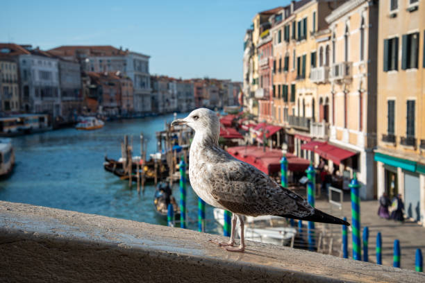 canal grande desde el puente de rialto en venecia, una gaviota posando - rialto bridge italy venice italy nautical vessel fotografías e imágenes de stock