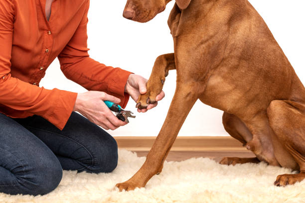 Dog nail clipping. Woman using nail clippers to shorten dogs nails. Pet owner cutting nails on vizsla dog. stock photo