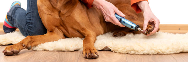 Dog nails grinding banner. Woman using a dremel to shorten dogs nails. Pet owner dremeling nails on vizsla dog. stock photo