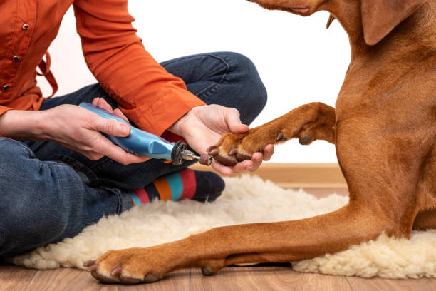 Dog nails grinding. Woman using a dremel to shorten dogs nails. Pet owner dremeling nails on vizsla dog. stock photo