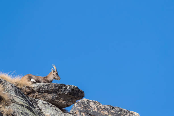 istock Ibex female on the rock (Capra ibex) 1354684091