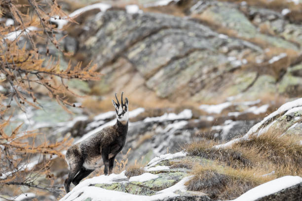 istock Chamois on the rock (Rupicapra rupicapra) 1354686943