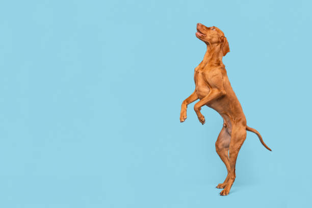 Fit and healthy male vizsla dog jumping in the air. Dog jumping studio shot isolated over pastel blue background. stock photo