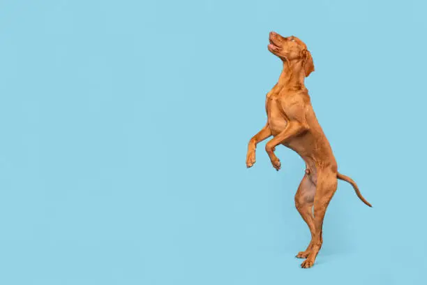 Fit and healthy male vizsla dog jumping in the air. Dog jumping studio shot isolated over pastel blue background.