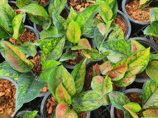 istock Aglaonema, a single, ovate, pointed, thick, green leafy shrub with pink streaks scattered throughout the leaves. 1354688453