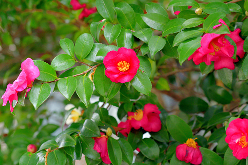 Camellia sasanqua, also known as sasanqua camellia, is a species of camellia native to Japan. It is densely branched, evergreen shrub and has attractive, dark green foliage with its white to red, 6-8 petaled, mildly aromatic flowers which are in bloom from autumn to early winter (November to January). Each flower has a central mass of bright yellow-anther stamens.