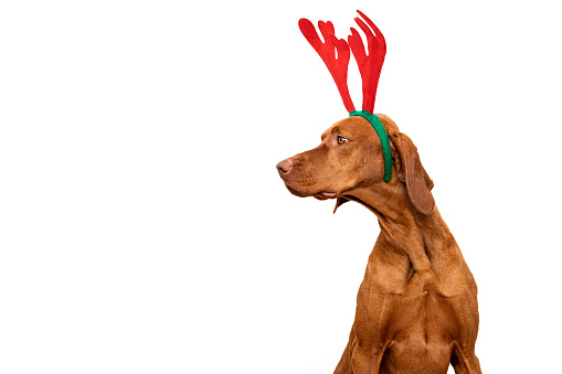 Dog Christmas Background. Vizsla wearing xmas reindeer antlers studio portrait on white background.