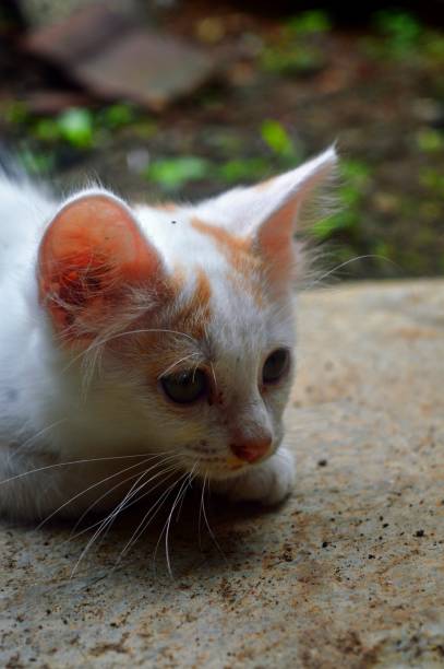 istock beautiful white kitten with orange color pattern looking at its prey and ready to pounce 1354689559