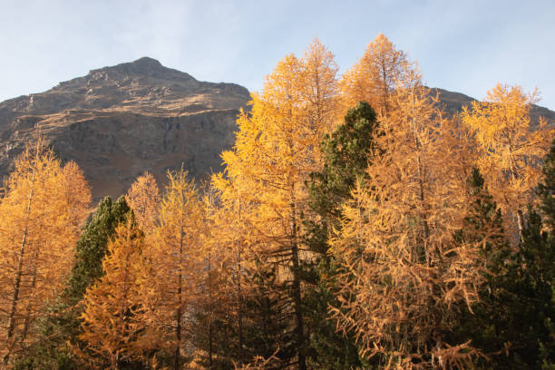 istock Colors of the autumn in St. Moritz. 1354689668