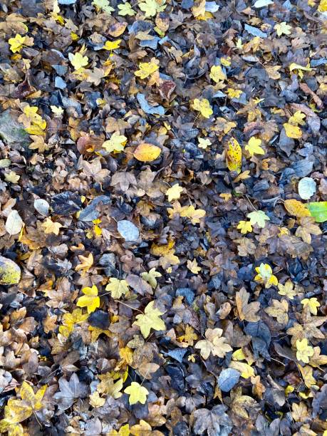 istock Autumn leaves on floor 1354689886