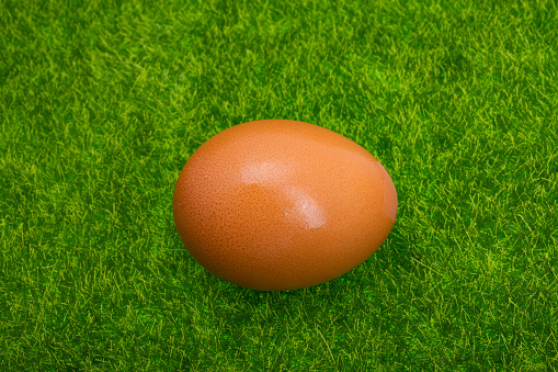 chicken eggs on green grass