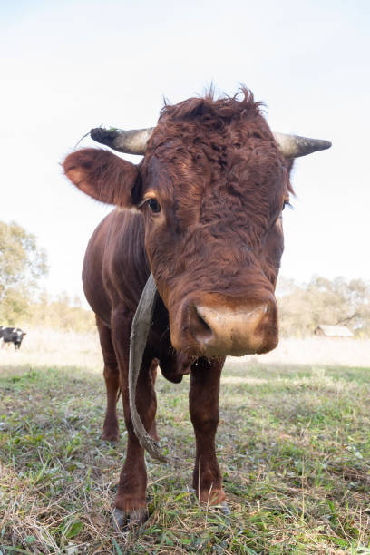 istock calf in the meadow.. 1354691977