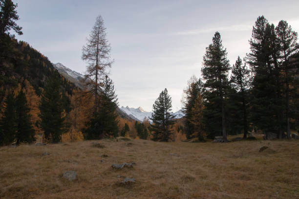 istock Colors of the autumn in St. Moritz. 1354693316