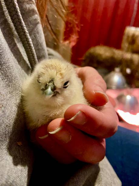 mano che tiene un pollo bambino. - baby chicken human hand young bird bird foto e immagini stock