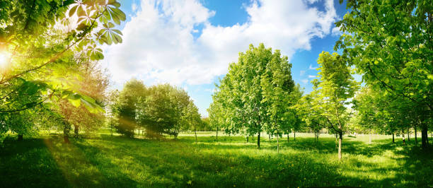 istock Beautiful bright colorful summer or spring landscape with trees in park. 1354695291